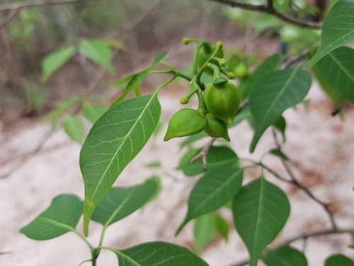 Tabernaemontana coffeoides — photo