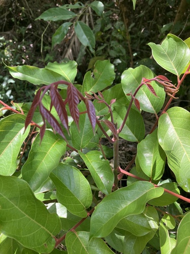 Tabernaemontana columbiensis