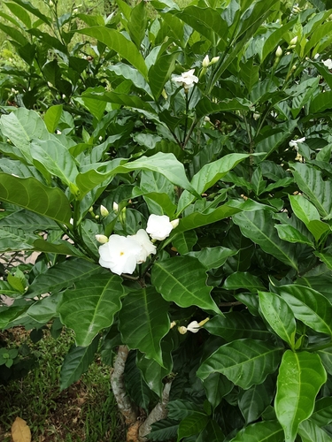 Tabernaemontana divaricata (Crape jasmine) — photo