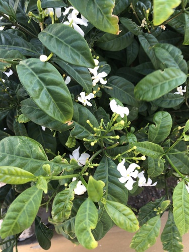 Tabernaemontana divaricata (Crape jasmine) — photo