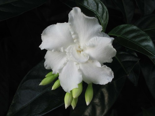 Tabernaemontana divaricata