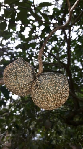 Tabernaemontana elegans (Lowveld toad tree) — photo