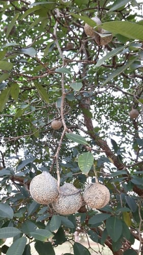 Tabernaemontana elegans (Lowveld toad tree) — photo