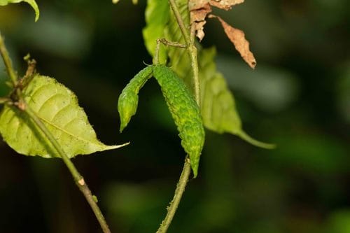 Tabernaemontana heterophylla — photo