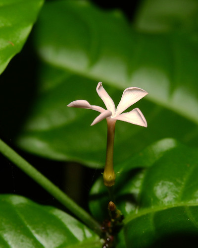 Tabernaemontana heterophylla