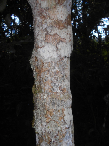 Tabernaemontana laeta (Guasuiririba) — photo