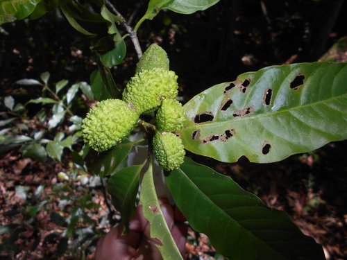 Tabernaemontana laeta (Guasuiririba) — photo