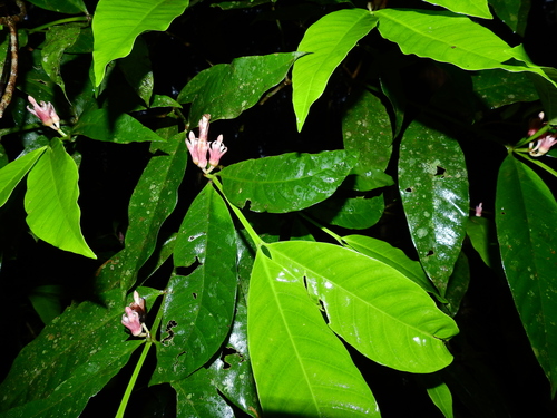 Tabernaemontana macrocalyx — photo