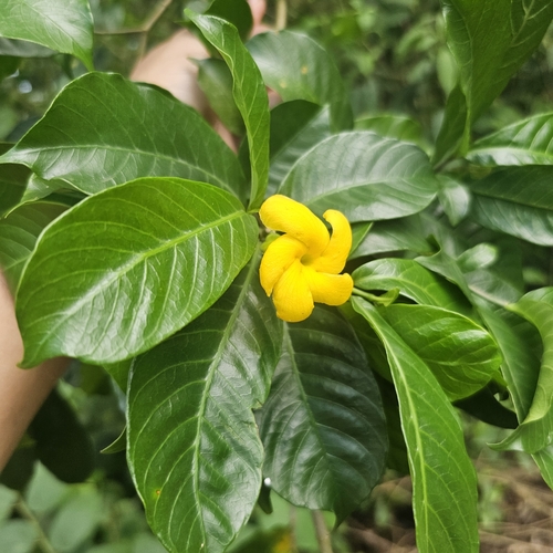 Tabernaemontana macrocalyx — photo
