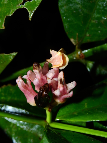 Tabernaemontana macrocalyx