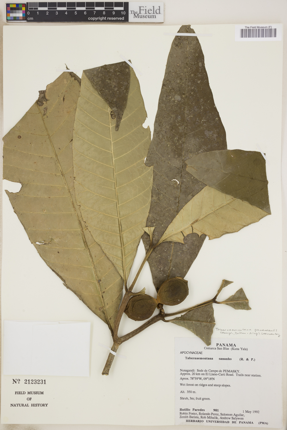 Tabernaemontana panamensis (Panama tabernaemontana) — photo