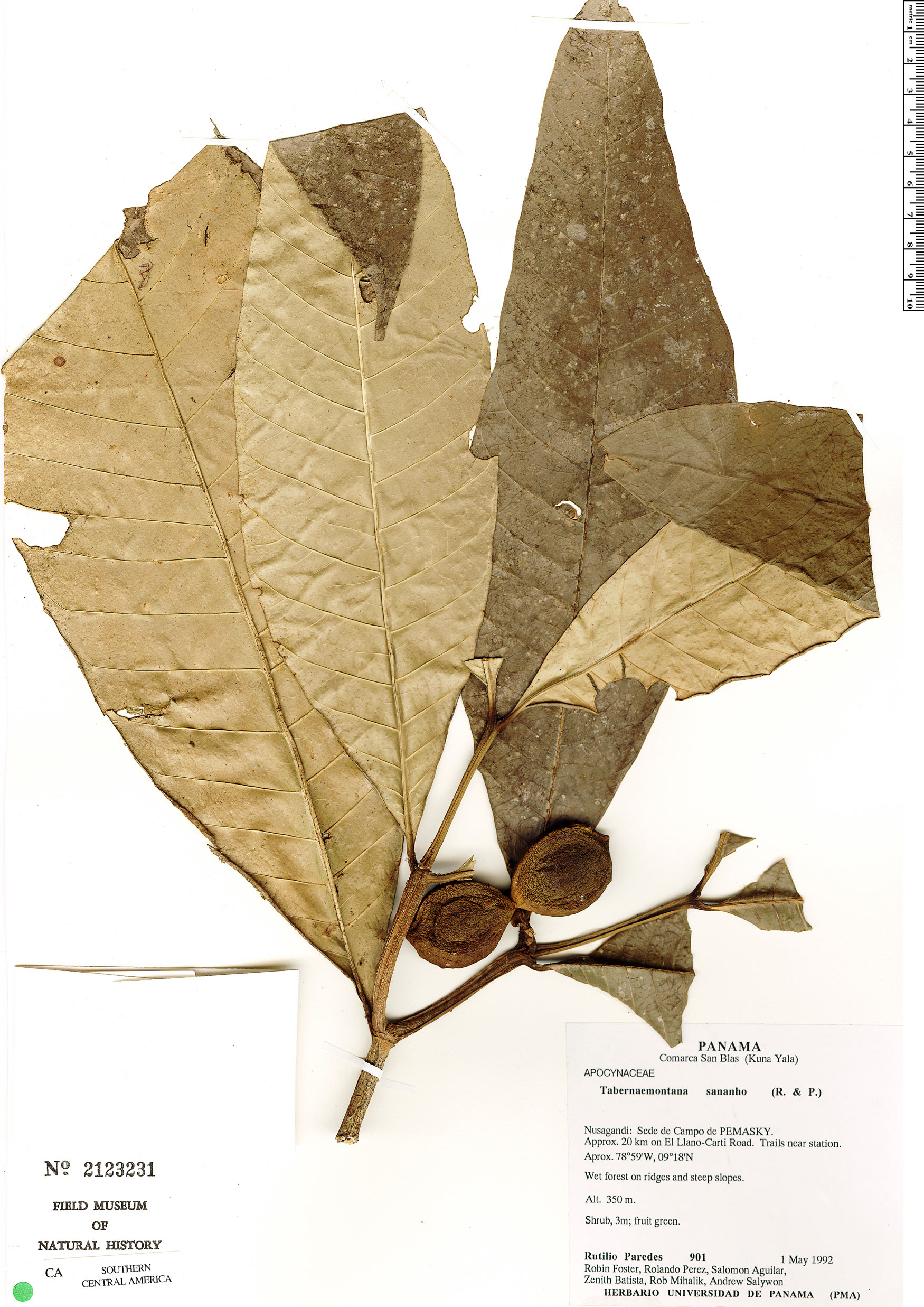 Tabernaemontana panamensis (Panama tabernaemontana) — photo
