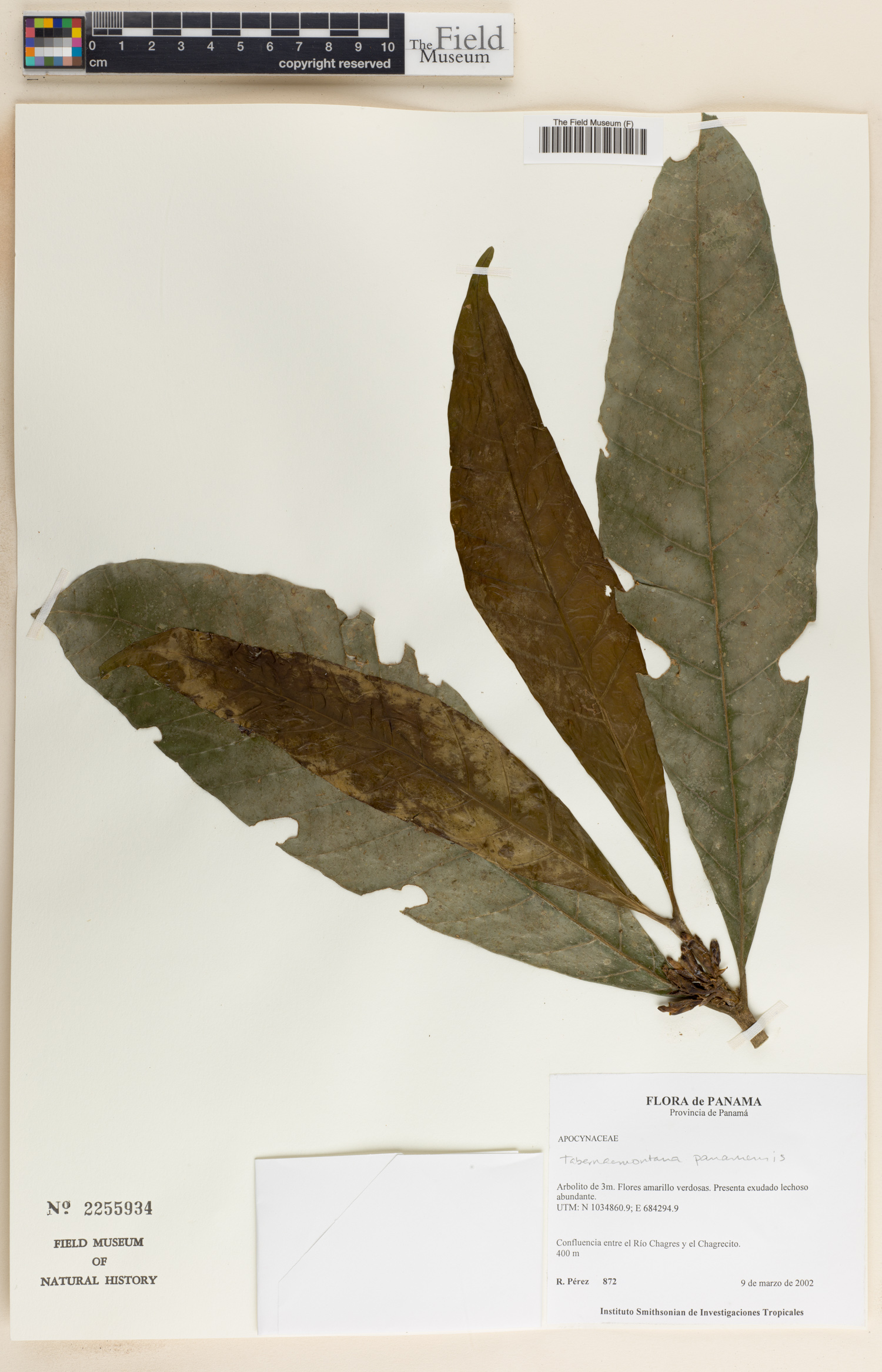 Tabernaemontana panamensis (Panama tabernaemontana) — photo