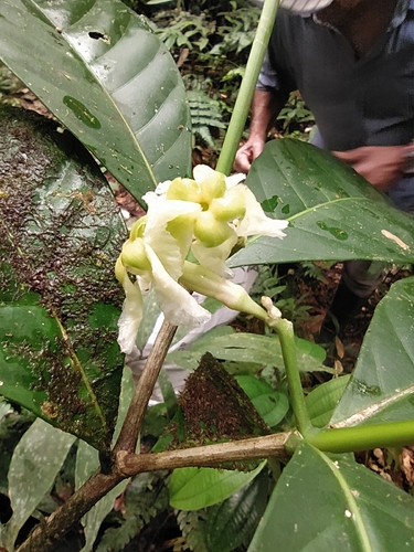 Tabernaemontana sananho