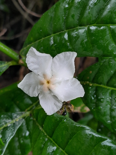 Tabernaemontana siphilitica