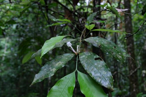 Tabernaemontana undulata (Undulate tabernaemontana) — photo