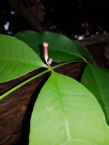 Tabernaemontana undulata