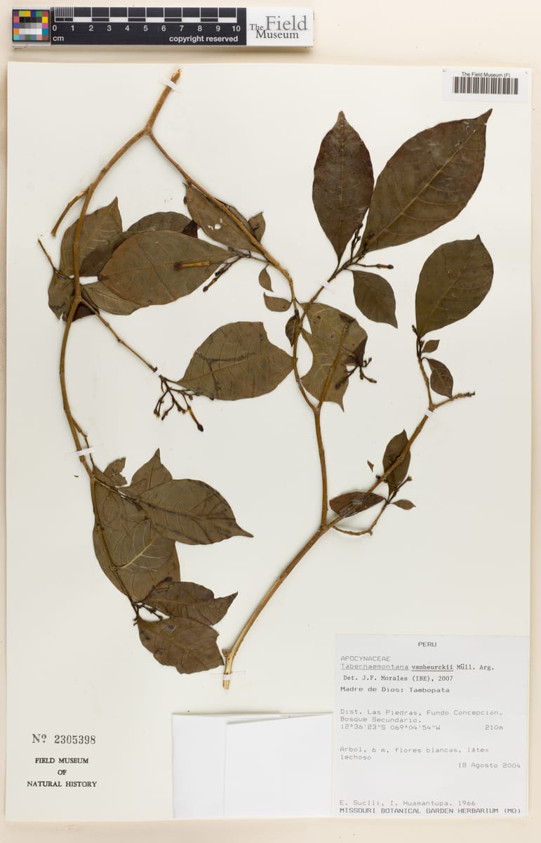 Tabernaemontana vanheurckii — photo
