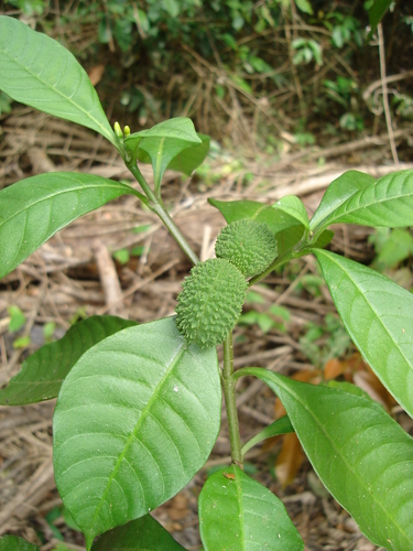 Tabernaemontana vanheurckii