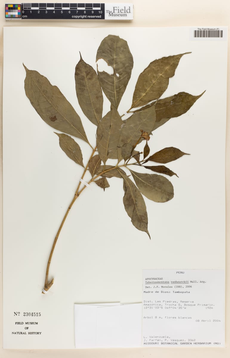 Tabernaemontana vanheurckii — photo