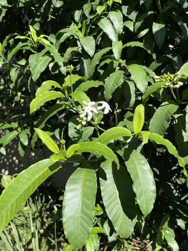 Tabernaemontana ventricosa (Forest toad tree.) — photo