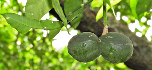 Tabernaemontana ventricosa (Forest toad tree.) — photo