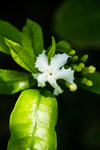Tabernaemontana ventricosa