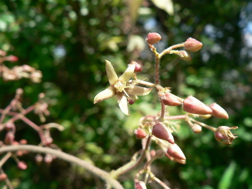 Tacazzea apiculata — photo