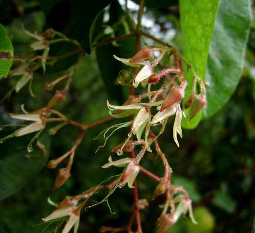 Tacazzea apiculata — photo