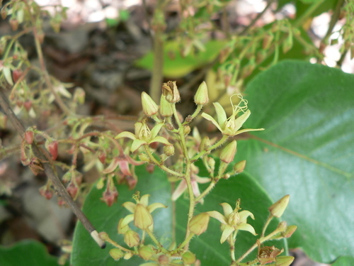 Tacazzea apiculata