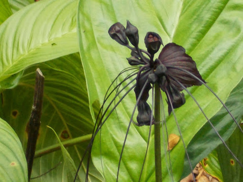 Tacca chantrieri (Batflower) — photo