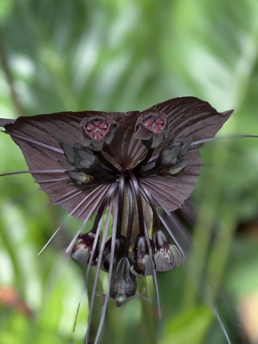 Tacca chantrieri (Batflower) — photo