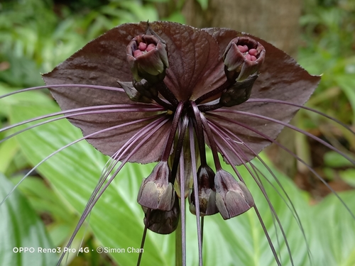 Tacca chantrieri