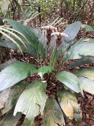 Tacca integrifolia (Cat's whiskers) — photo