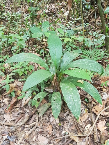 Tacca integrifolia (Cat's whiskers) — photo