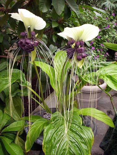Tacca integrifolia