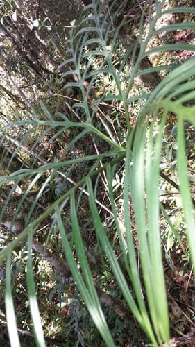 Tacca leontopetaloides (Polynesian arrowroot) — photo