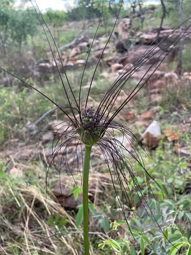 Tacca maculata (Yabia sa) — photo