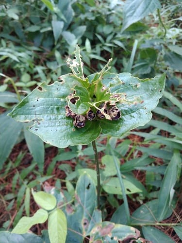 Tacca palmata (Gadung tikus) — photo