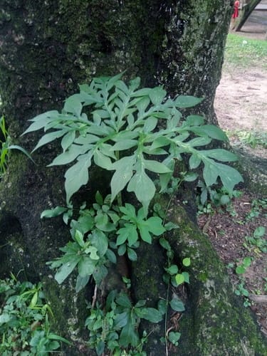 Taccarum weddellianum (Doinejna) — photo