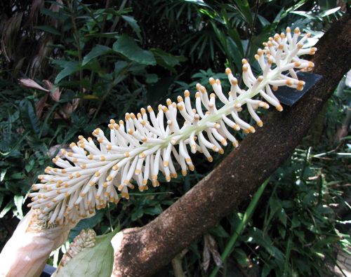 Taccarum weddellianum