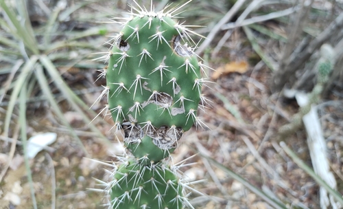 Tacinga palmadora (Urumbeba) — photo