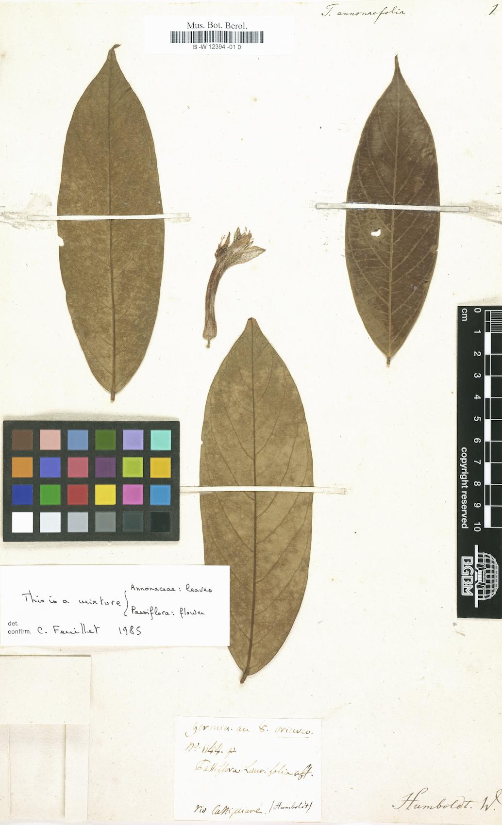 Tacsonia spp.