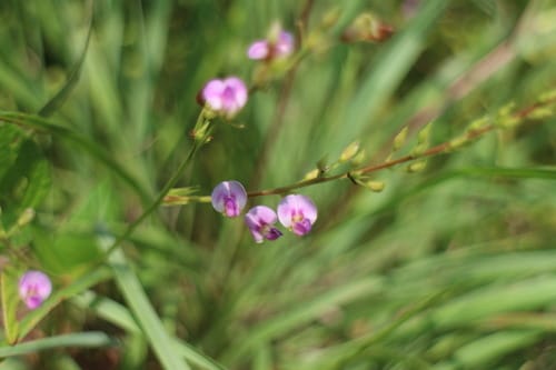 Tadehagi triquetrum — photo