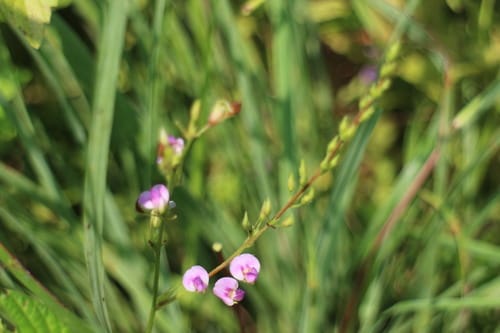 Tadehagi triquetrum — photo