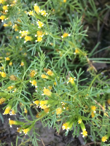 Tagetes filifolia (Anise marigold) — photo