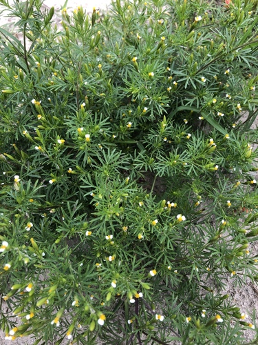 Tagetes filifolia (Anise marigold) — photo