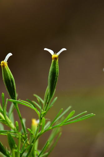 Tagetes filifolia