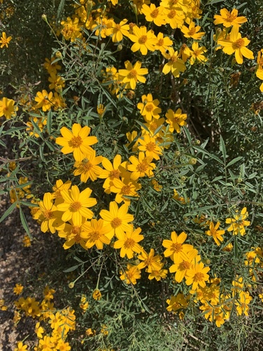 Tagetes lemmonii (Copper canyon daisy) — photo