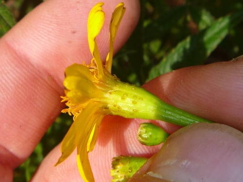Tagetes lemmonii
